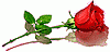 الصورة الرمزية em 3odai