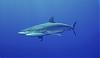 الصورة الرمزية shark